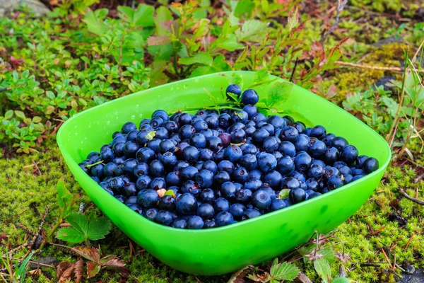 Vers verzameld in Bergen bosbessen fruit in kom, buiten — Stockfoto