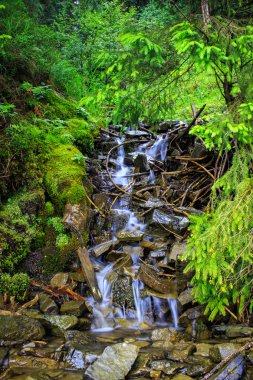 Karpat dağ dere ağaçlar ve taşlar arasında.
