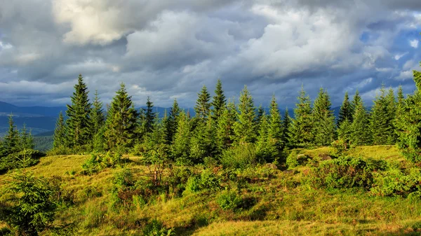 Ландшафтний літніх Карпатських гір. сосновий ліс, Україна, Європа. — стокове фото