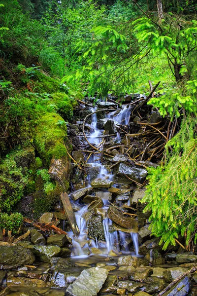 Carpathian mountain creek between trees and stones. — Stock Photo, Image