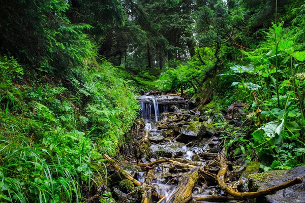 Carpathian mountain creek between trees and stones. — Stock Photo, Image