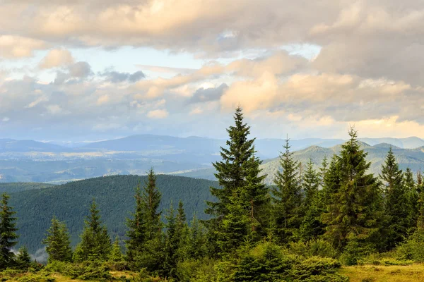 Sommerkarpaten-Landschaft. Kiefernwald, Ukraine, Europa. — Stockfoto