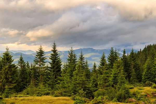 Τοπίο καλοκαιρινό Καρπάθια Όρη. πευκόφυτο δάσος, Ουκρανία, Ευρώπη. — Φωτογραφία Αρχείου