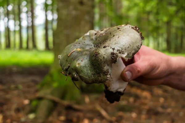 Male hand holding mushroom at the forest — Stock Photo, Image