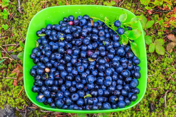 Fresco coletado em montanhas mirtilos frutas em tigela, ao ar livre — Fotografia de Stock