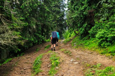 Turist grup tırmanmak pines, Karpatlar, Ukrayna arasında dağ iz.