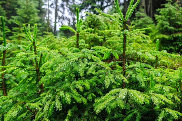 Gocce di pioggia che scorrono lungo un pino verde nella foresta . — Foto Stock