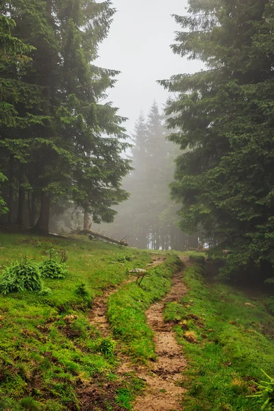 Sentiero montano tra pini nella nebbia, paese delle meraviglie Carpazi, Ucraina . — Foto Stock