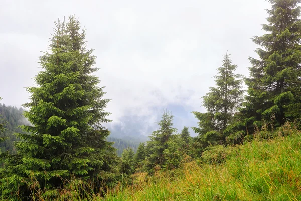 Niebla y nube montaña bosque de pinos paisaje, Cárpatos, Ucrania . — Foto de Stock
