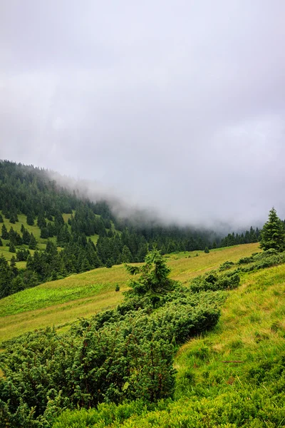 Malerische Landschaft der Karpaten. chornogora grat, ukraine, europa. — Stockfoto