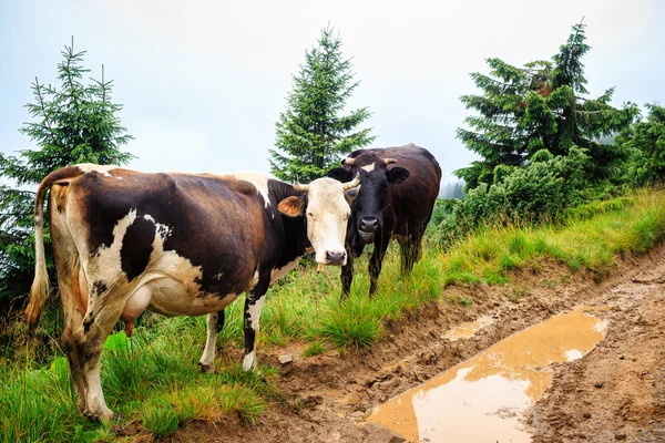 Коровы пасутся на зеленом холме Карпатских гор, Украина . — стоковое фото