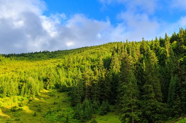 Yaz Karpat Dağları manzara. çam ormanı, Ukrayna, Europe.