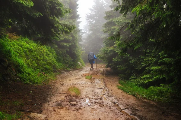 Turista va lungo la strada di montagna tra i pini in tempo nebbia, Carpazi, Ucraina . — Foto Stock