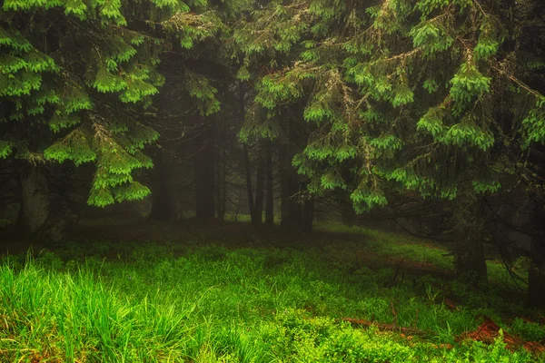 Wonderful landscape of pine forest in mist weather at Carpathian mountains — Stock fotografie