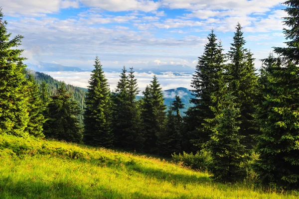 Brillante, pintoresco paisaje de las montañas de los Cárpatos en la mañana, Ucrania, Europa . —  Fotos de Stock