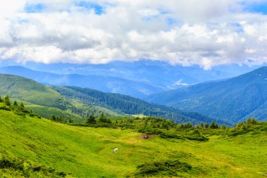 Parlak, güzel Karpat Dağları manzara. Chornogora ridge, Ukrayna, Europe.