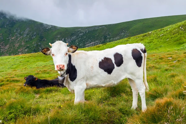 Beyaz siyah noktalar ile inek ve birkaç diğer inekler otlatma vahşi doğa, Karpat Dağları en iyi. — Stok fotoğraf
