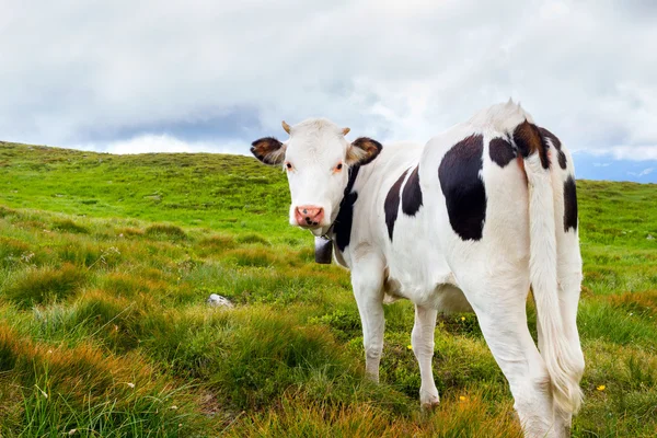 Beyaz siyah noktalar ile inek ve birkaç diğer inekler otlatma vahşi doğa, Karpat Dağları en iyi. — Stok fotoğraf