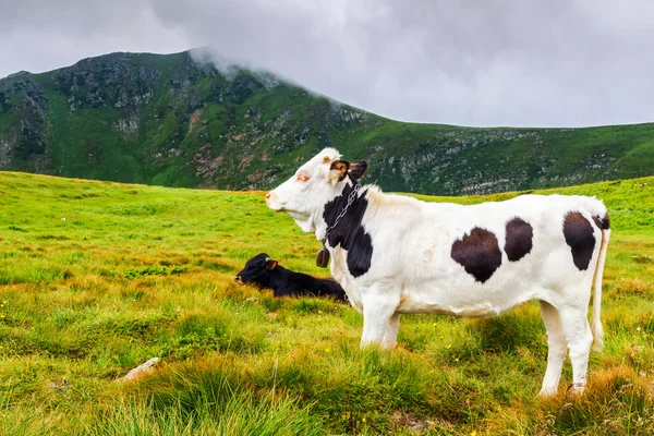 Beyaz siyah noktalar ile inek ve birkaç diğer inekler otlatma vahşi doğa, Karpat Dağları en iyi. — Stok fotoğraf