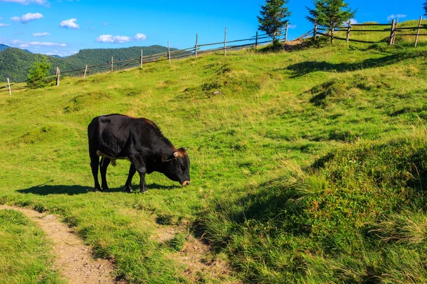 Karpat dağlarında otlakta otlayan kara boğa. — Stok fotoğraf