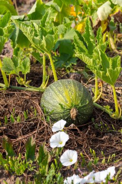 sebze yama üzerinde büyüyen yeşil kabak.