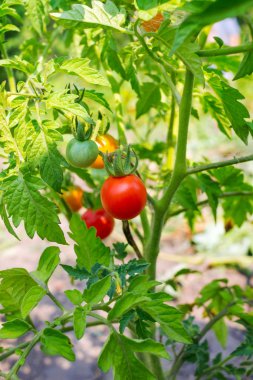 Olgun kırmızı ve yeşil bahçe domates Bush.