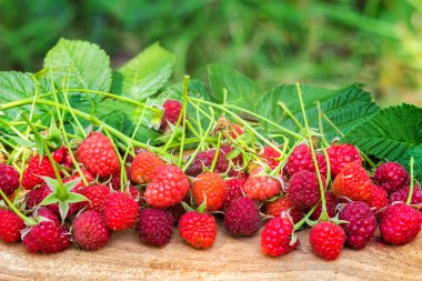Taze çekilmiş ahududu yaprağı ahşap masa, arka plan bulanık, seçici odak ile.