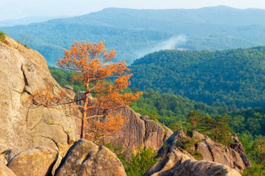 Karpat Dağları doğa manzarası, kayaların arasında büyüyen kuru çam ağacı..