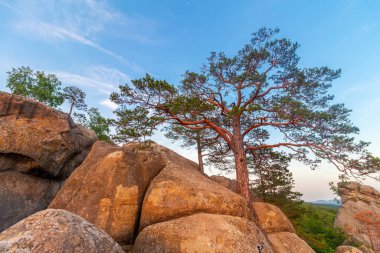 Karpat Dağları 'ndaki yüksek kayaların arasında büyüyen çam ağacı..
