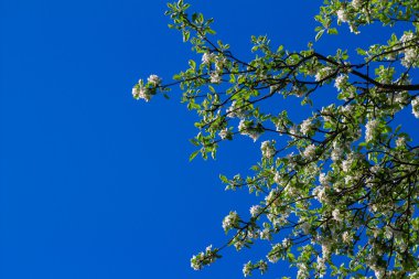 Mavi gökyüzü arka plan üzerinde elma çiçeği