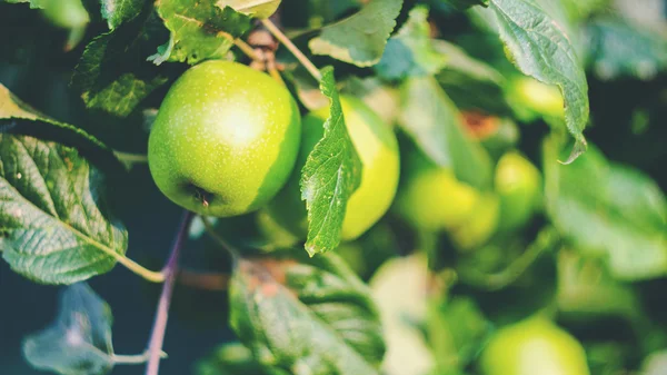 Zielone jabłka na oddział, na zewnątrz, selektywne focus — Zdjęcie stockowe