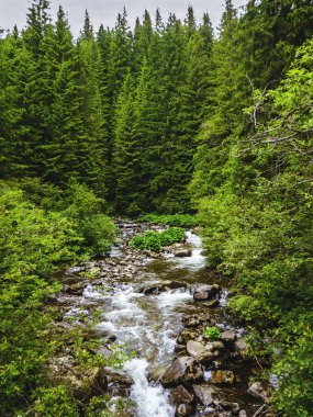 Dağ nehir Prut yeşil Karpat orman ile güzel sahne