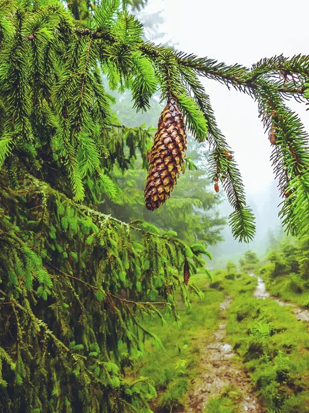 锥上松树枝在大雾特写 — 图库照片