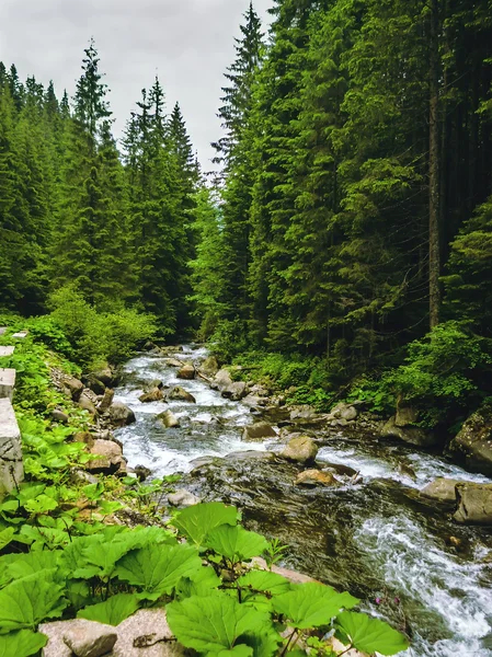 Nice scene with mountain river Prut in green Carpathian forest — Stock Photo, Image
