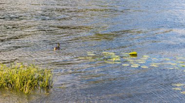 Su üzerinde yüzen yalnız yaban ördeği