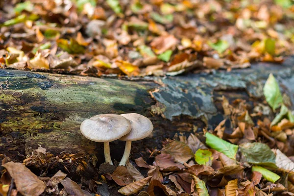 Two mushrooms growing under log in fall forest — Stock Photo, Image