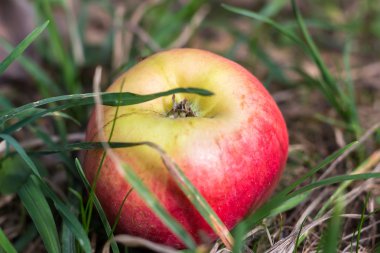 Taze kırmızı elma çimlere düştü..