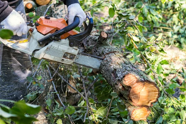 Mann mit Kettensäge sägt Baum um Stockfoto