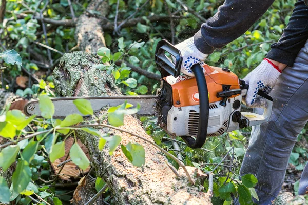 Mann mit Kettensäge sägt Baum um Stockbild