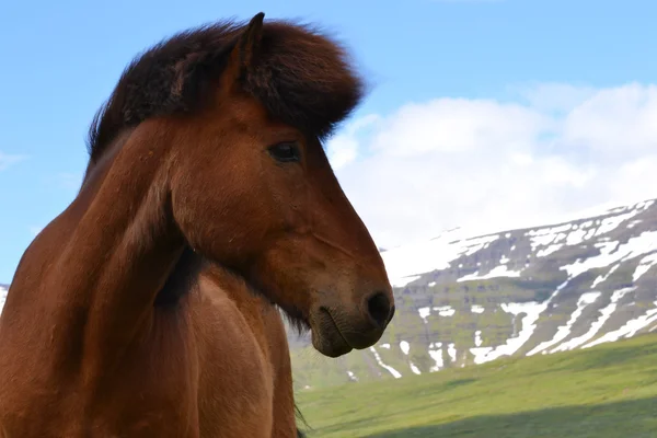 Stodvarfjordur — Stock Photo, Image