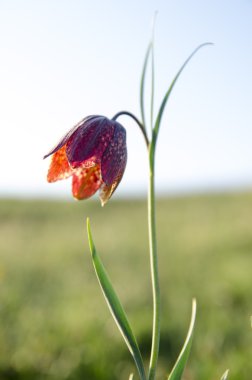 Fritillaria