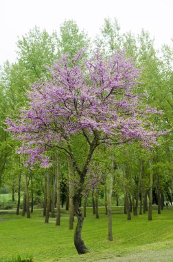 Yahuda ağacı
