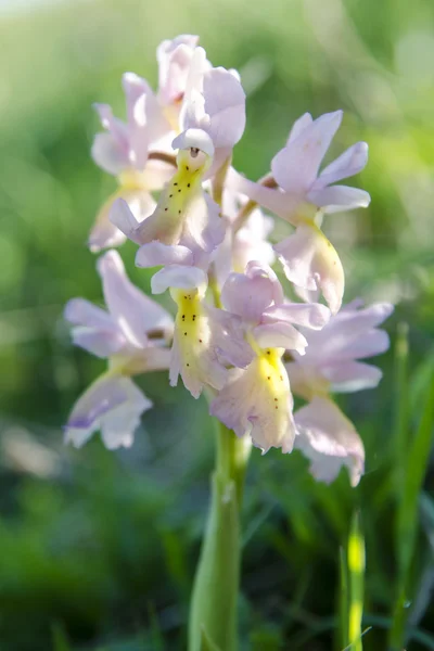 Orchidée — Photo