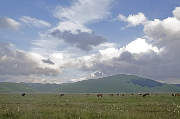 Castelluccio — Foto de Stock