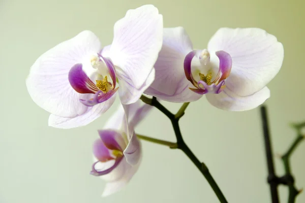 Orchid Stock Picture