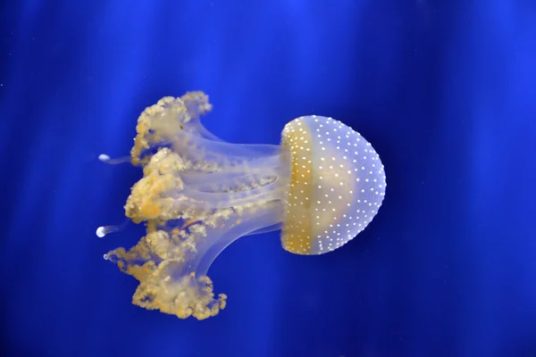 Jellyfish — Stock Photo, Image