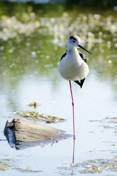 Black-winged stilt Stock Image