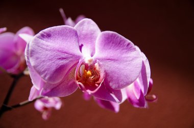 orkide