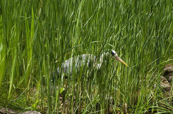 Héron gris — Photo