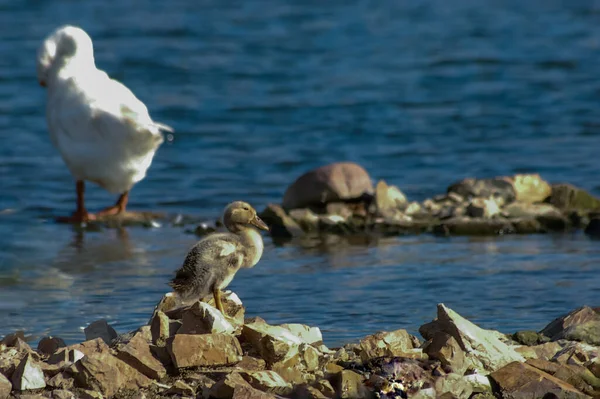 White swans in lake water. Whitesnow swan portrait. White swan in nature. Group of swans on stones. Ugly duck.